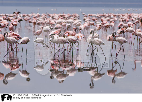 Kolonie Zwergflamingos / colonyof lesser flamingos / JR-01092